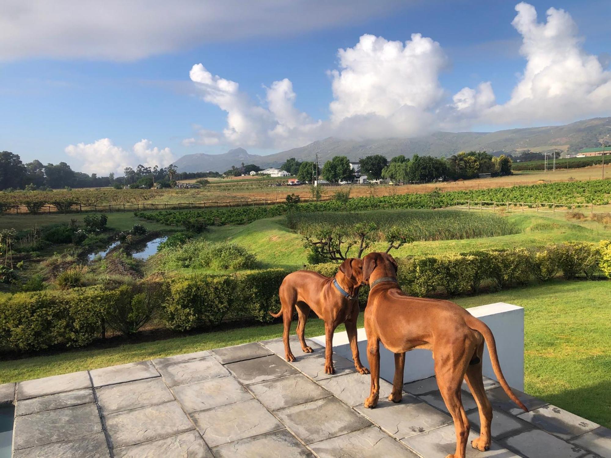 Hotel Tempel Wines Paarl Exterior foto